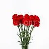 Гвоздика Одиночная красная в Новосибирске — фото 4