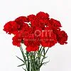 Гвоздика Одиночная красная в Новосибирске — фото 3