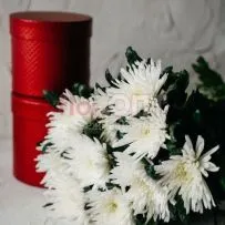 Хризантема одиночная белая — фото 2