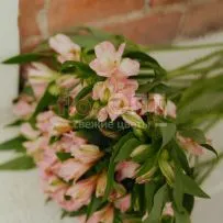 Альстромерия Люкс — фото 6