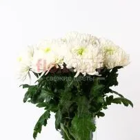 Хризантема одиночная Магнум — фото 9