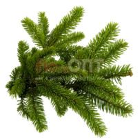 Лапка ели — фото 24