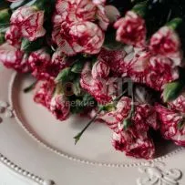 Гвоздика Кустовая Разноцветная — фото 15