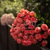 Роза Россия 70см — фото 4