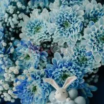 Хризантема крашеная Голубая — фото 6