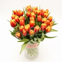 Тюльпан Экстра  — фото 25