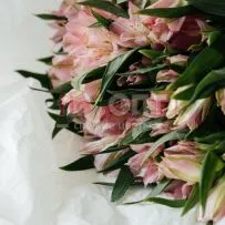 Альстромерия — фото 17