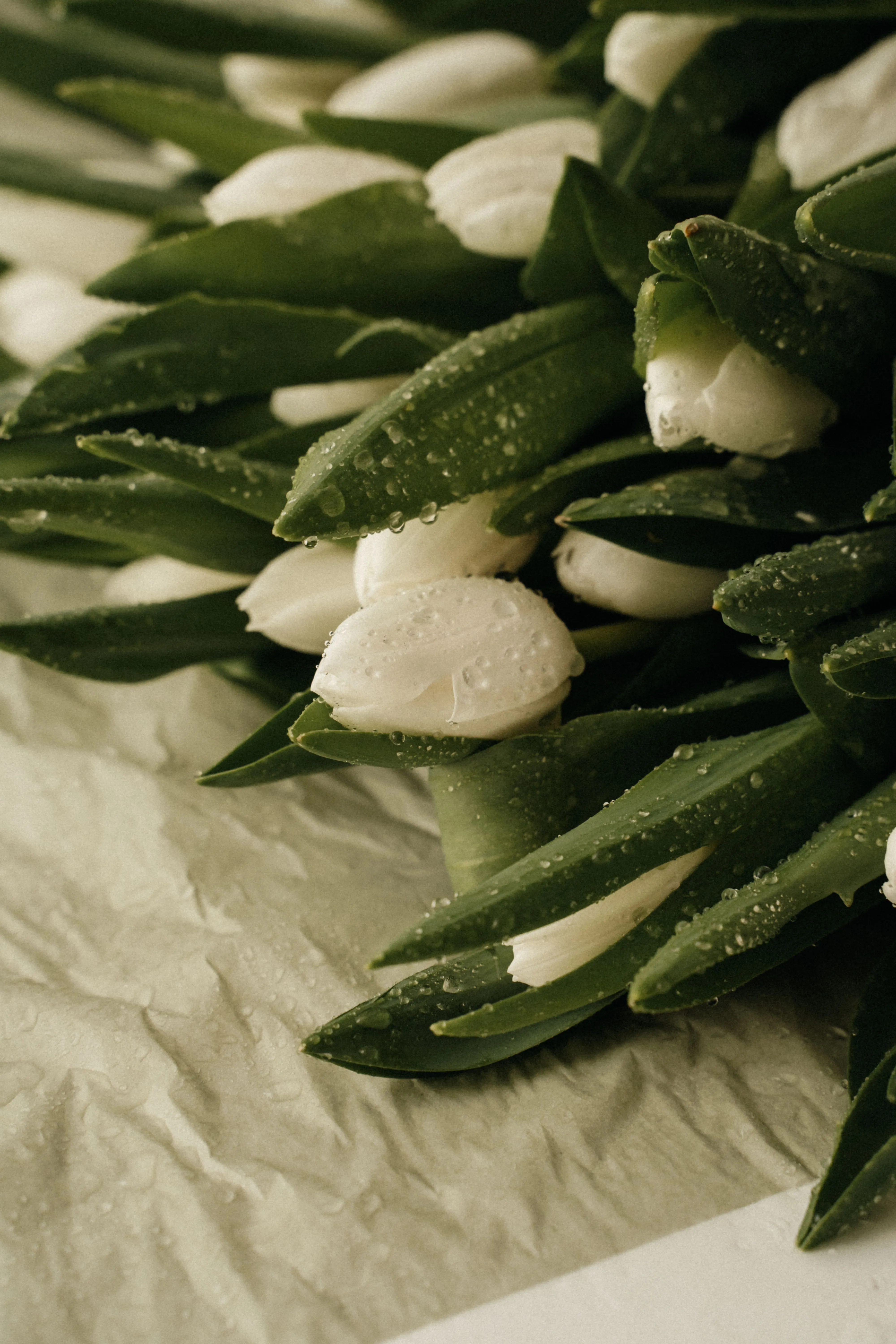 Тюльпан Селект — фото 31