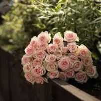 Роза Россия 50см — фото 12