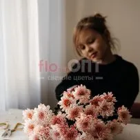 Хризантема крашеная Красная — фото 3