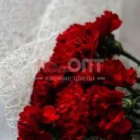 Гвоздика Одиночная красная в Новосибирске — фото 4
