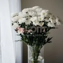 Хризантема кустовая белая — фото 11