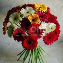 Гербера — фото 11