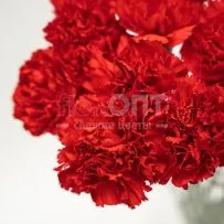 Гвоздика Одиночная красная в Новосибирске — фото 5