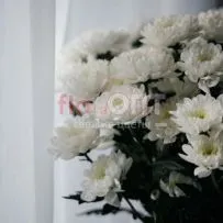 Хризантема кустовая белая — фото 10