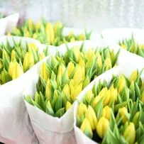 Тюльпан — фото 41