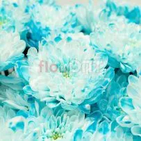 Хризантема крашеная Голубая — фото 