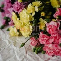 Гвоздика Кустовая Разноцветная — фото 16