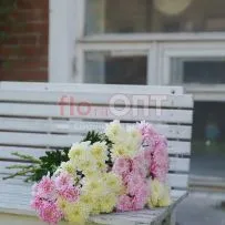 Хризантема крашеная Микс — фото 9