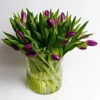 Тюльпан  — фото 1