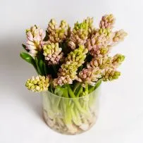 Гиацинт — фото 33