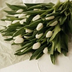 Тюльпан Селект — фото 1