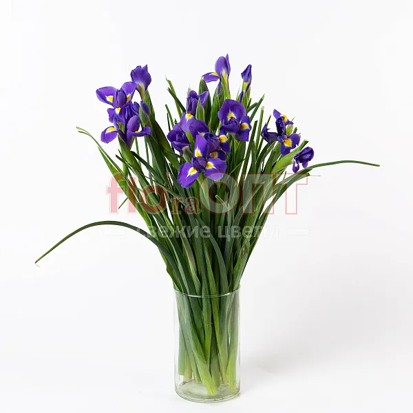 Ирис — фото 5