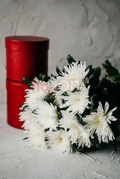 Хризантема одиночная белая — фото 1