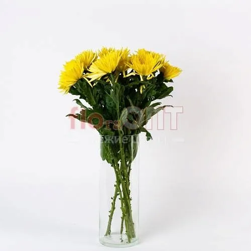 Хризантема одиночная желтая — фото 2