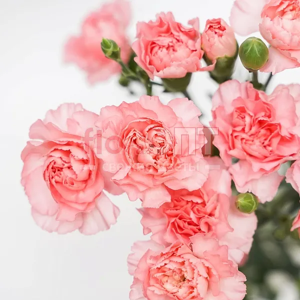 Гвоздика Кустовая Разноцветная — фото 1