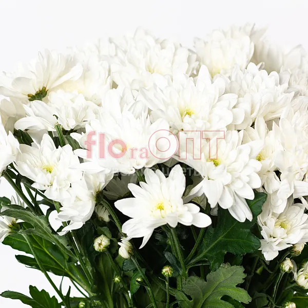 Хризантема кустовая белая — фото 3