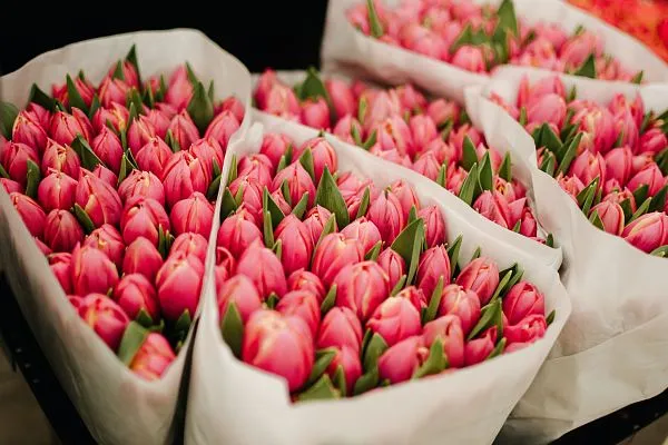 Тюльпан — фото 3