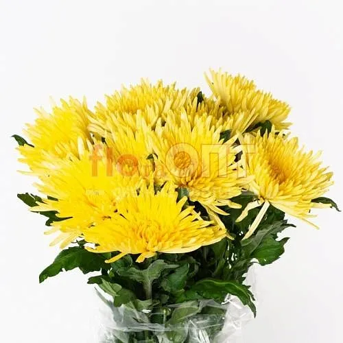 Хризантема одиночная желтая — фото 3