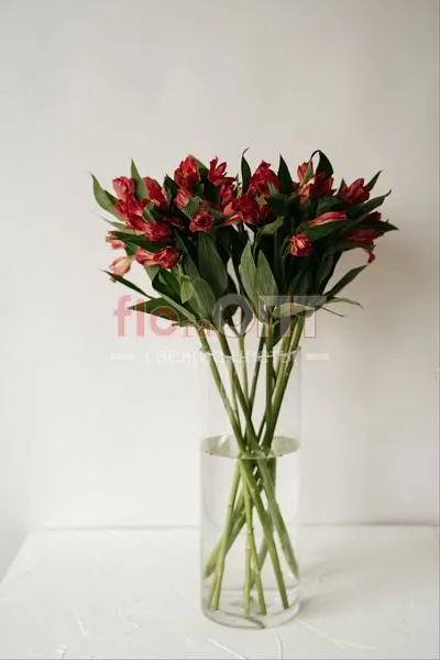 Альстромерия Люкс — фото 5