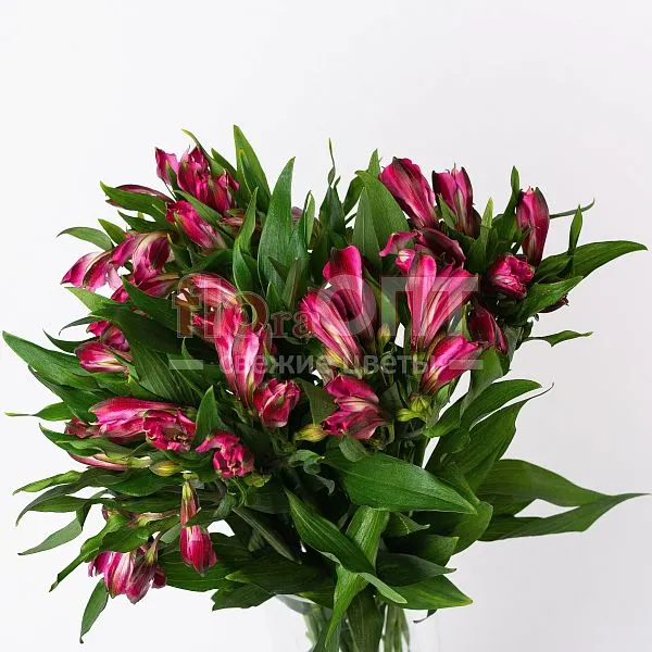 Альстромерия Люкс — фото 3