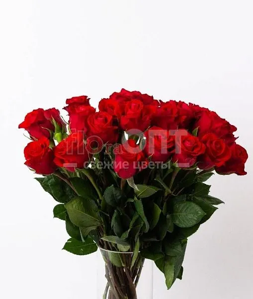 Роза Форевер 60см — фото 2