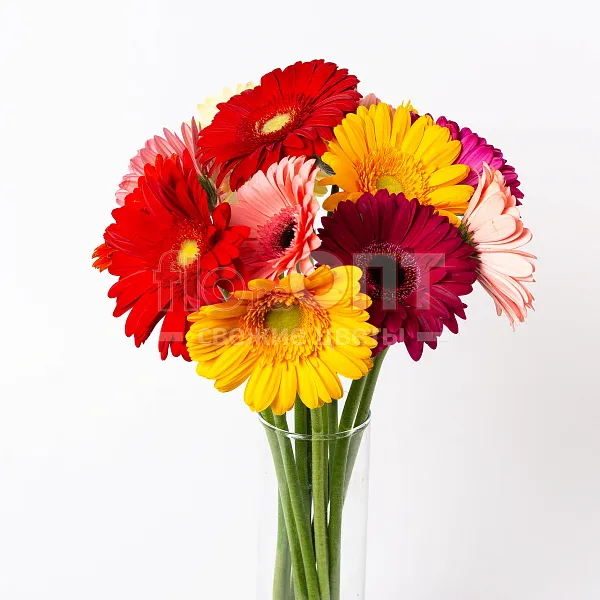 Гербера — фото 3