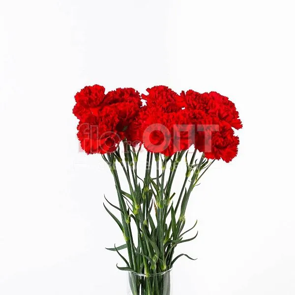 Гвоздика Одиночная красная в Новосибирске — фото 2