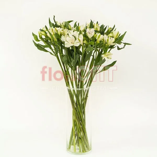 Альстромерия — фото 4