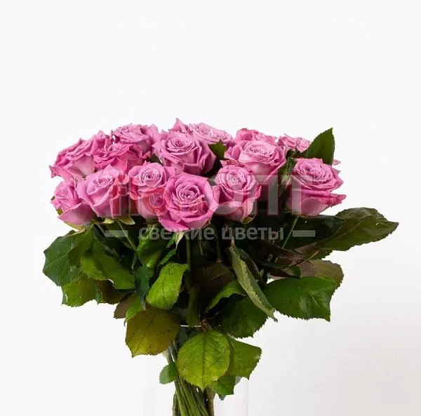 Роза Россия 60см — фото 3