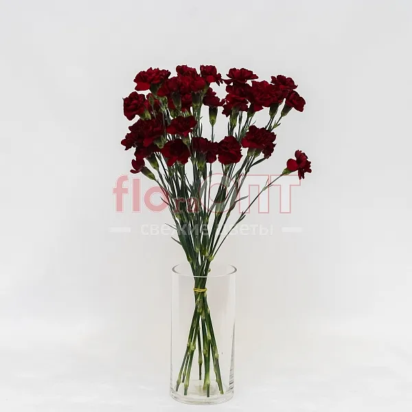 Гвоздика Кустовая Разноцветная — фото 7