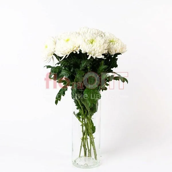 Хризантема одиночная Магнум — фото 3