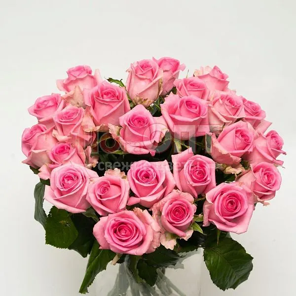 Роза Россия 50см — фото 1