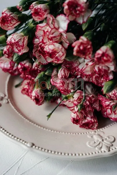 Гвоздика Кустовая Разноцветная — фото 1