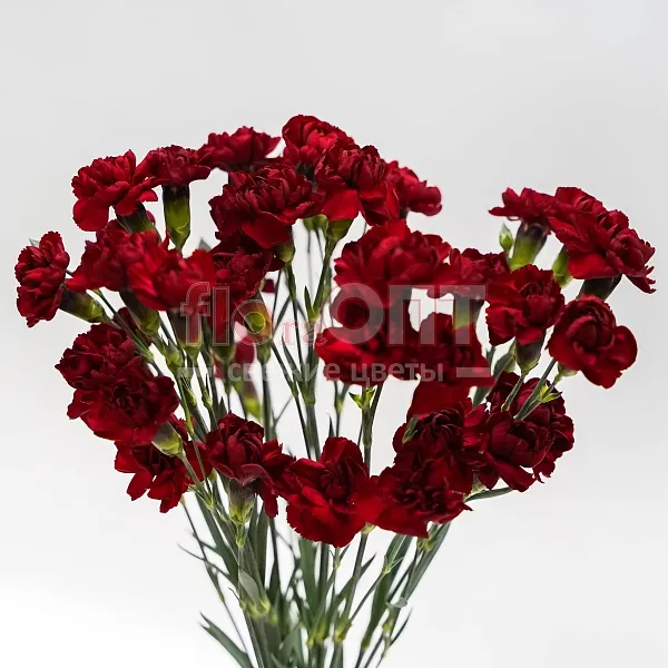 Гвоздика Кустовая Разноцветная — фото 8