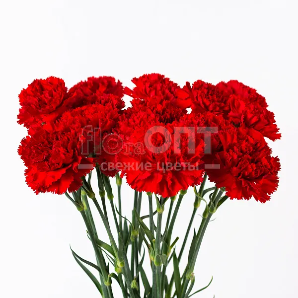 Гвоздика Одиночная красная в Новосибирске — фото 5