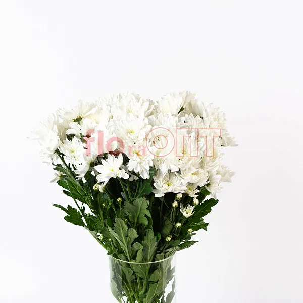 Хризантема кустовая белая — фото 2