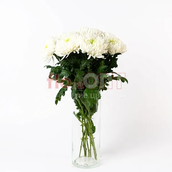 Хризантема одиночная Магнум — фото 2