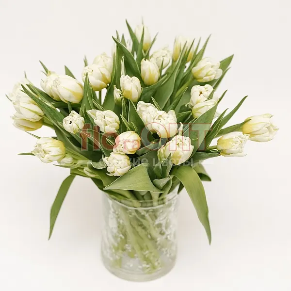 Тюльпан Экстра  — фото 3