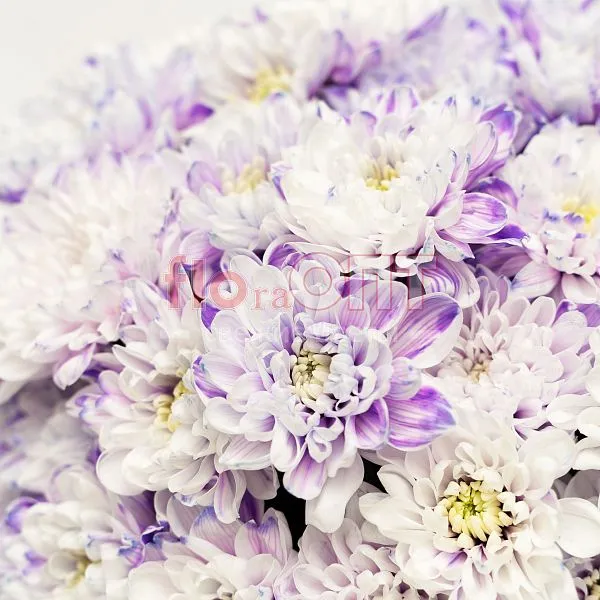 Хризантема крашеная Сиреневая — фото 1